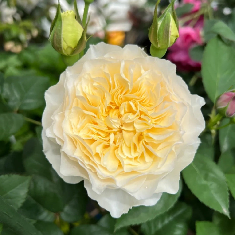 Eugenie Rose