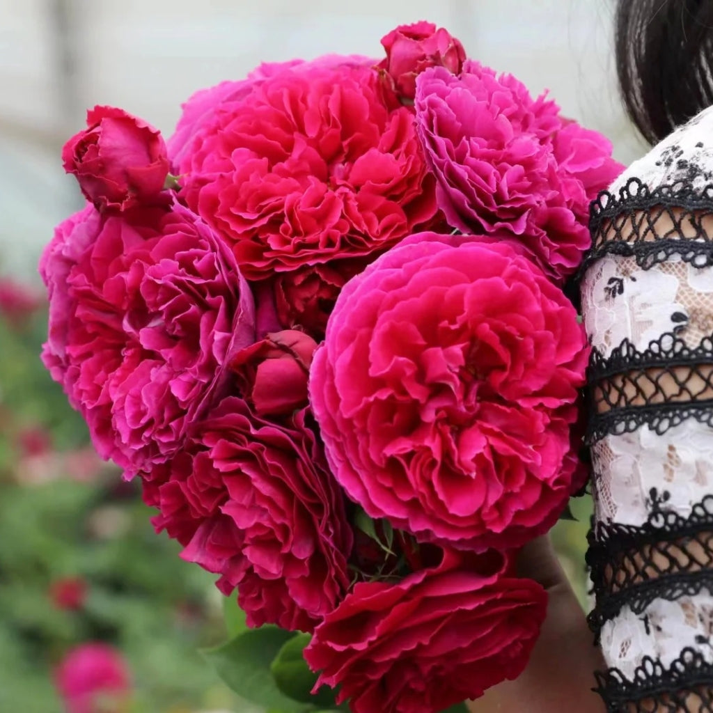Falstaff Rose