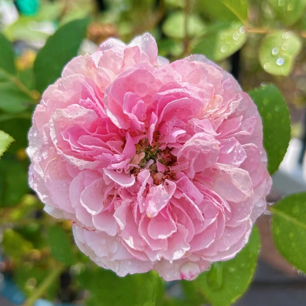 Rosalind Rose