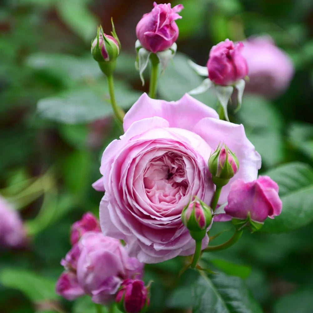 Spirit of Freedom Rose