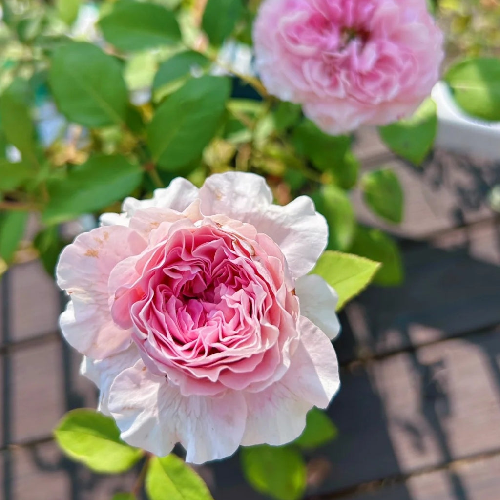 Rosalind Rose