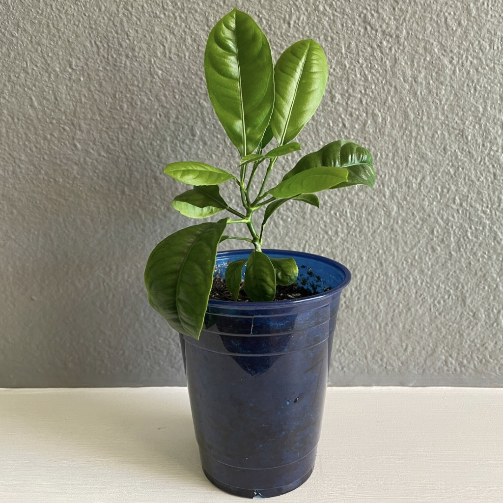 Citrus lemon tree 4~5''