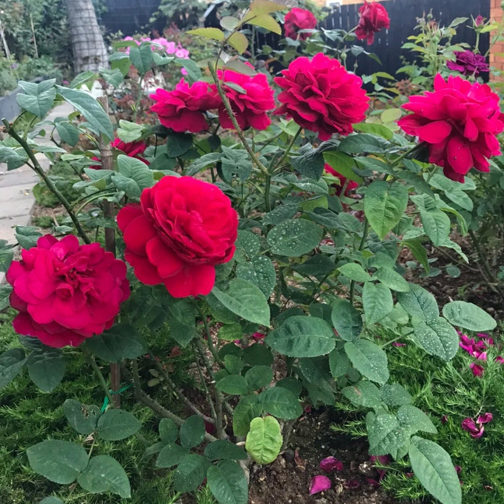 Dark Lady Rose