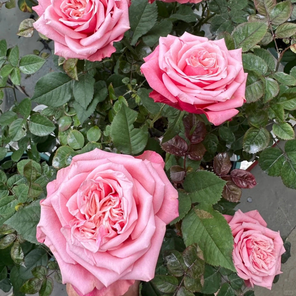 Alter Ego Rose