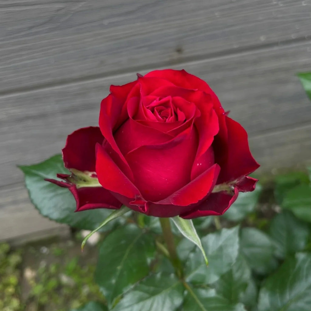 Amada Rose