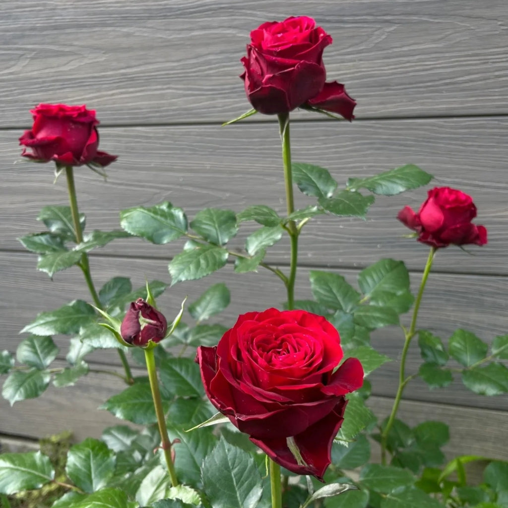 Amada Rose