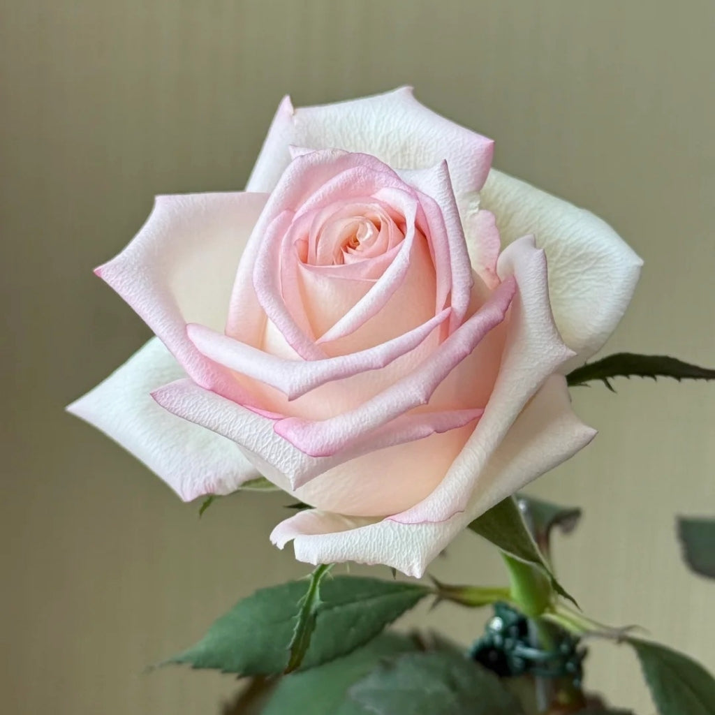 Amarena Rose