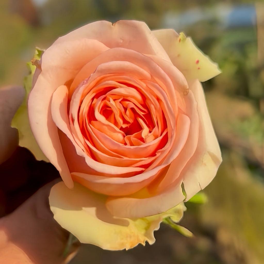 Amberley Park Rose