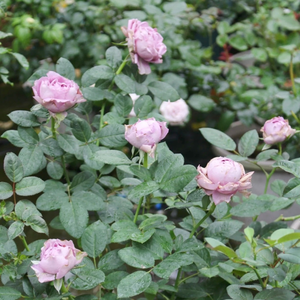 Amethyst Rose