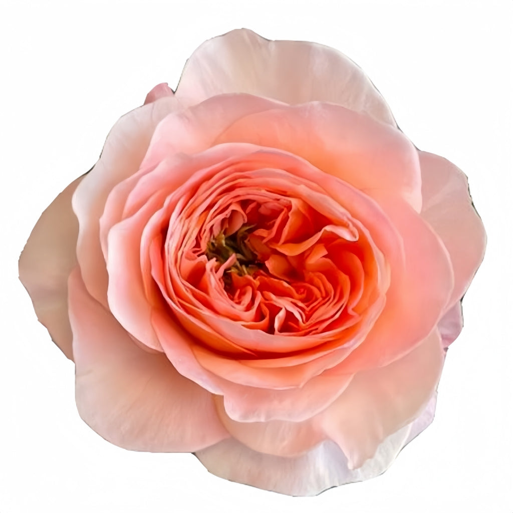 Annesley Rose