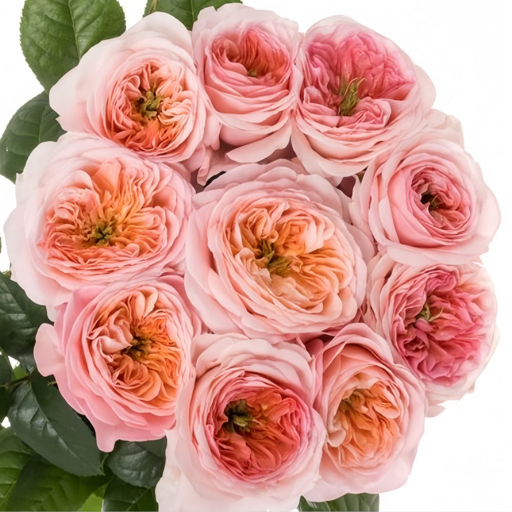 Annesley Rose