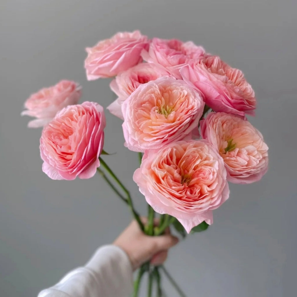 Annesley Rose