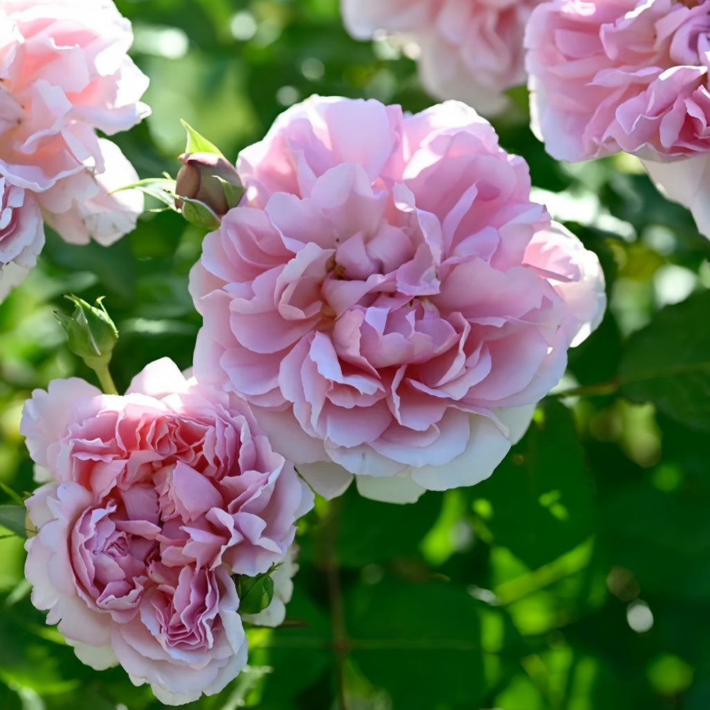 Tamaki Rose