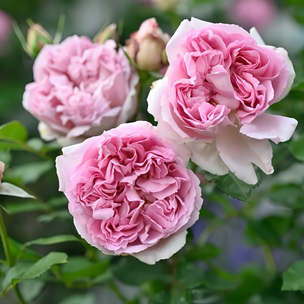 Tamaki Rose