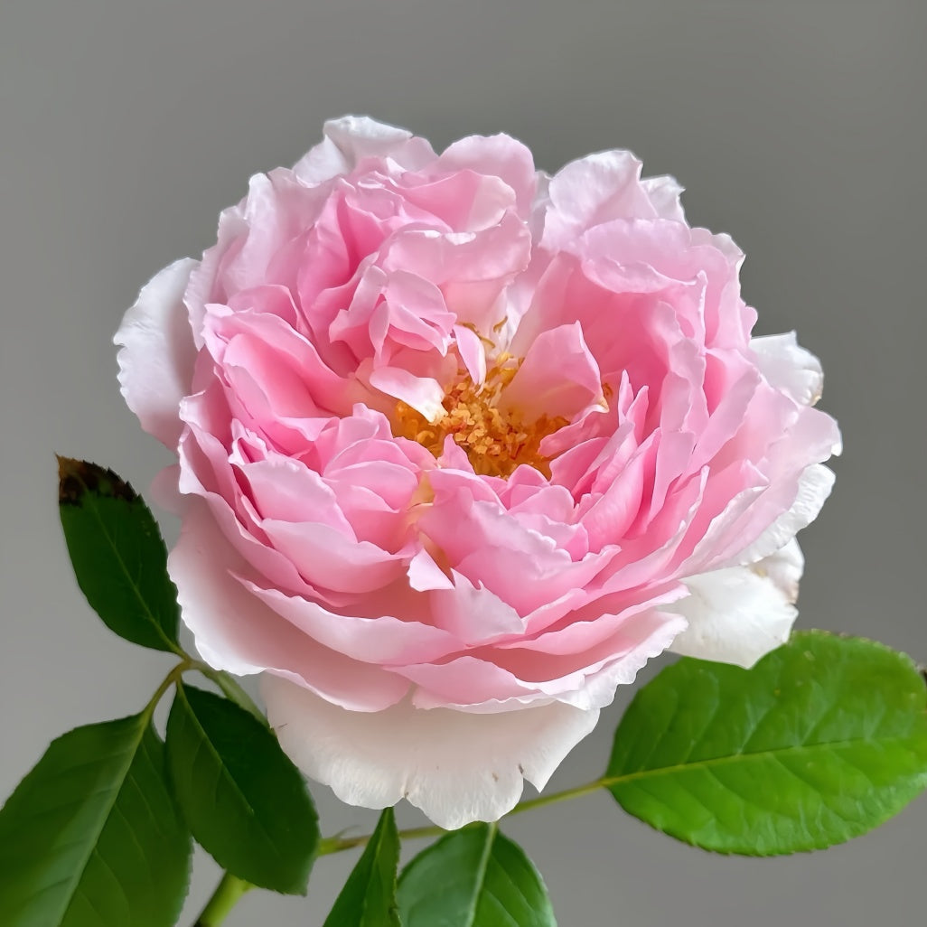 Tamaki Rose