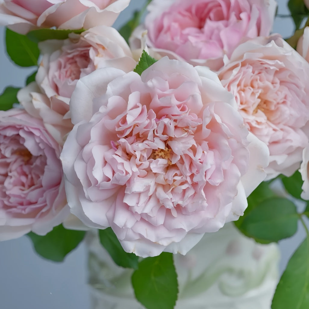 Tamaki Rose