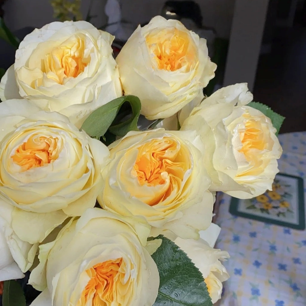 Antonia Garden Rose