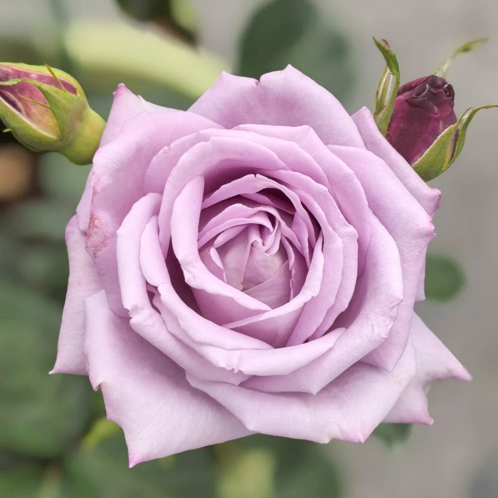Applause Rose