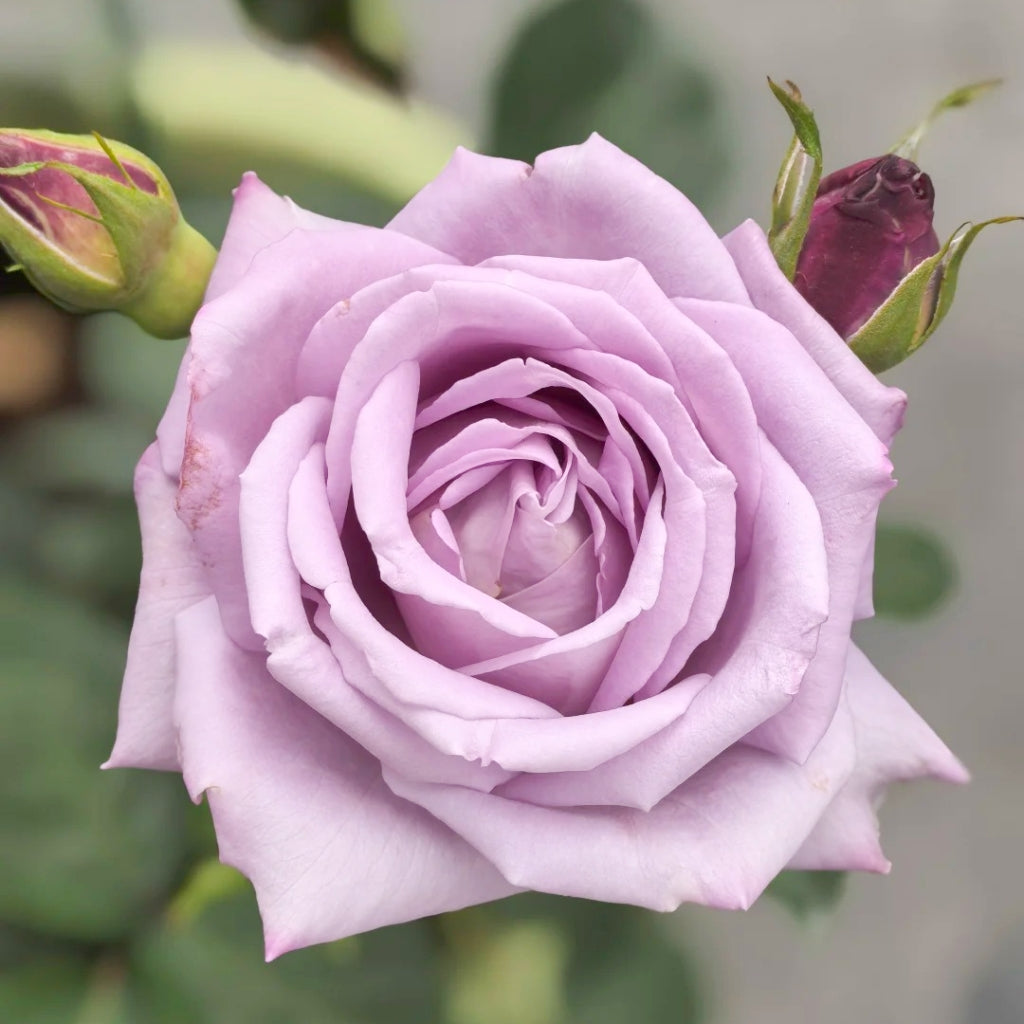 Applause Rose