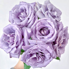 Applause Rose