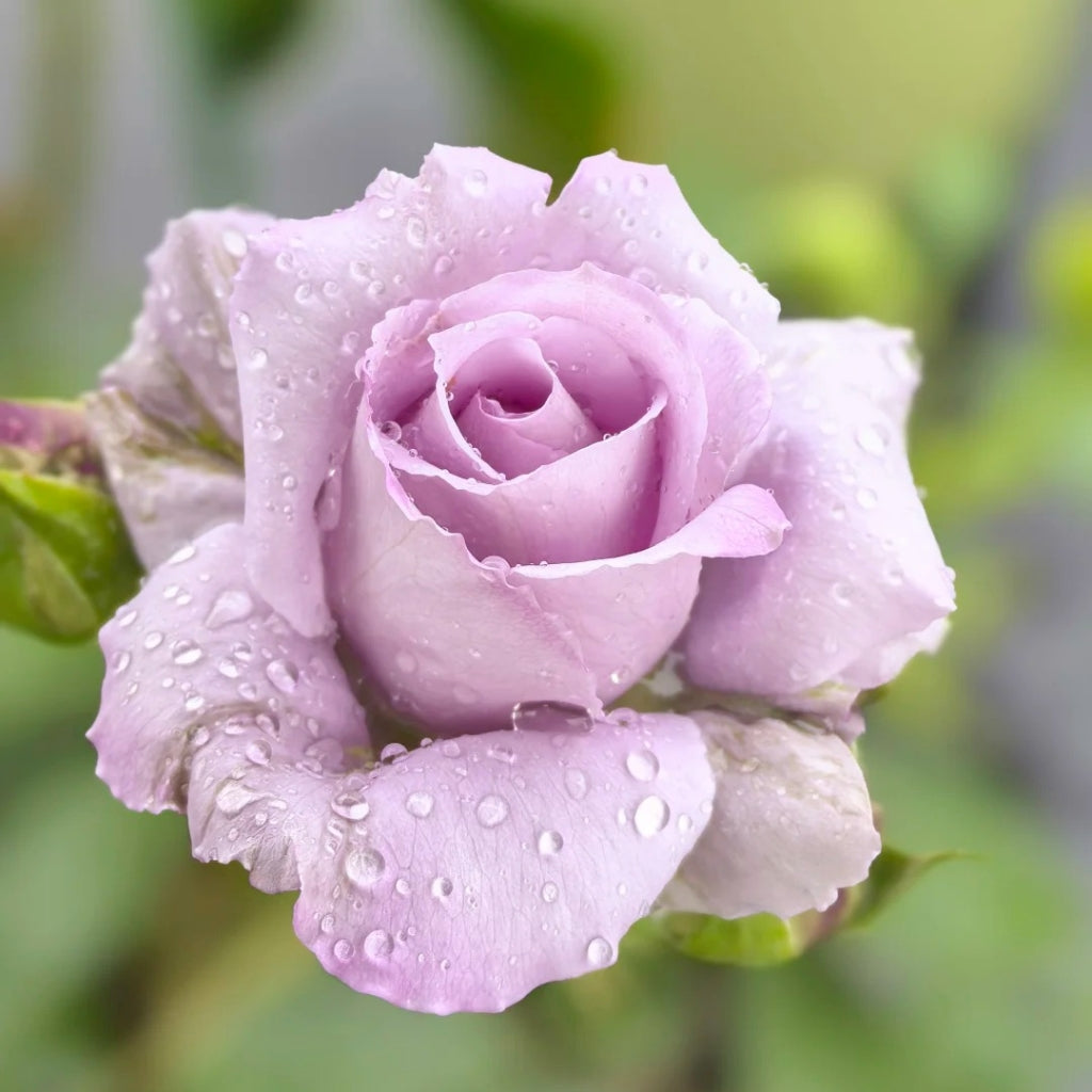 Applause Rose