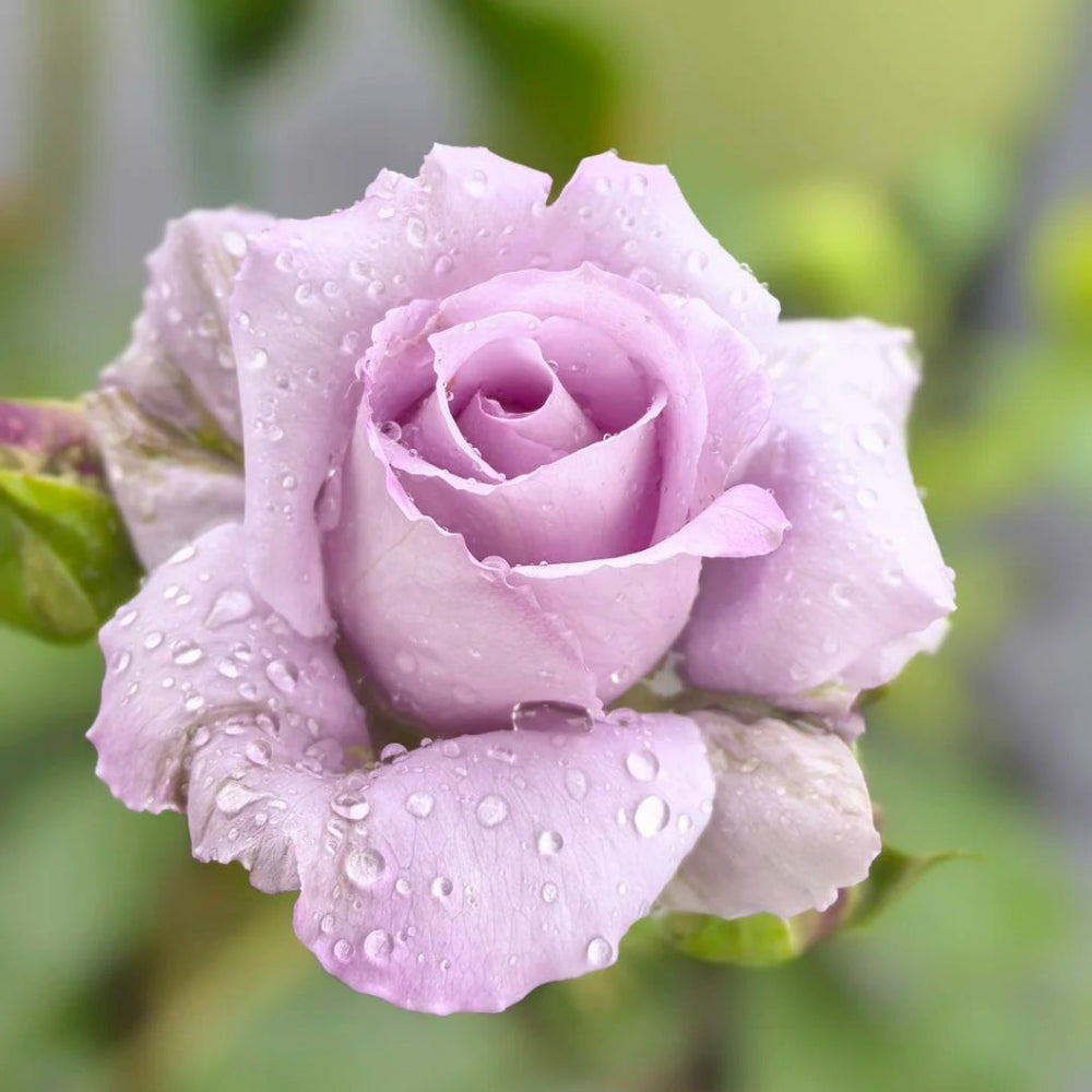 Applause Rose