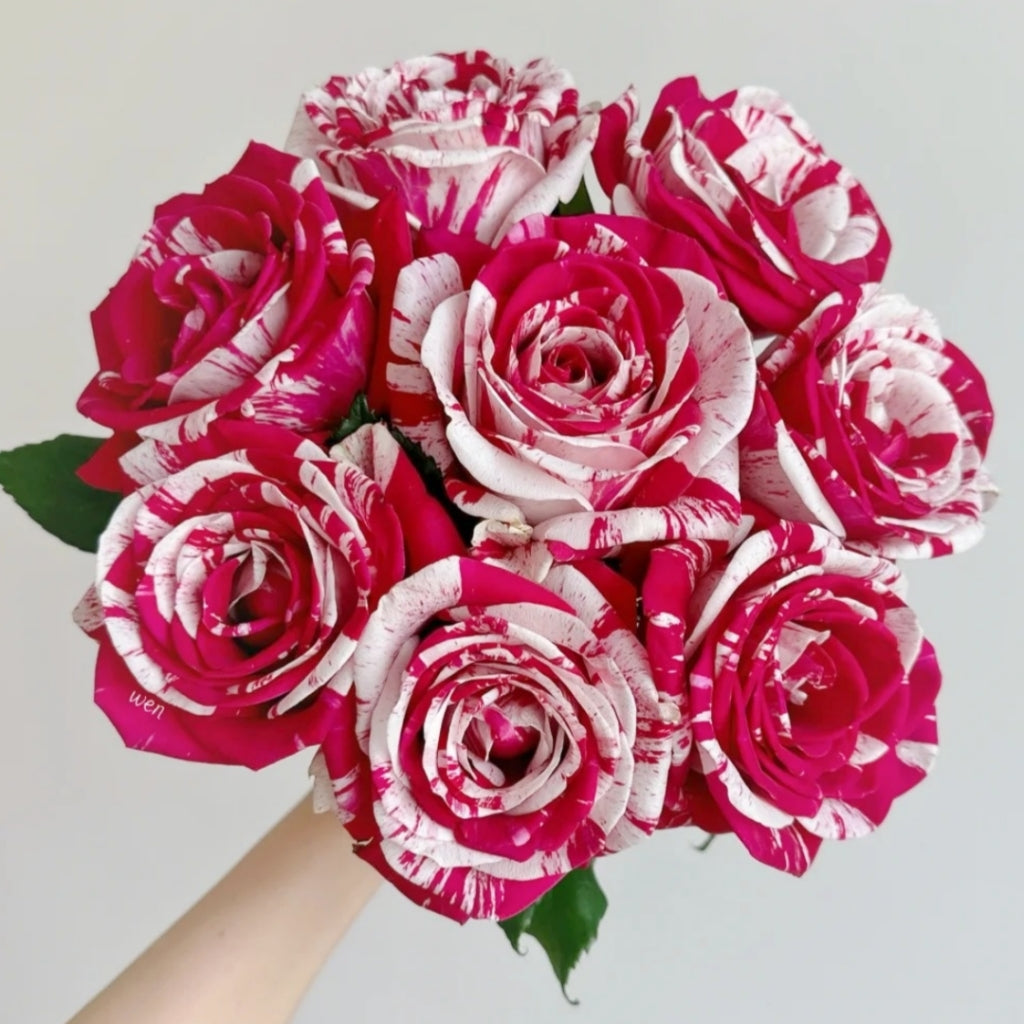 Aquarius Rose