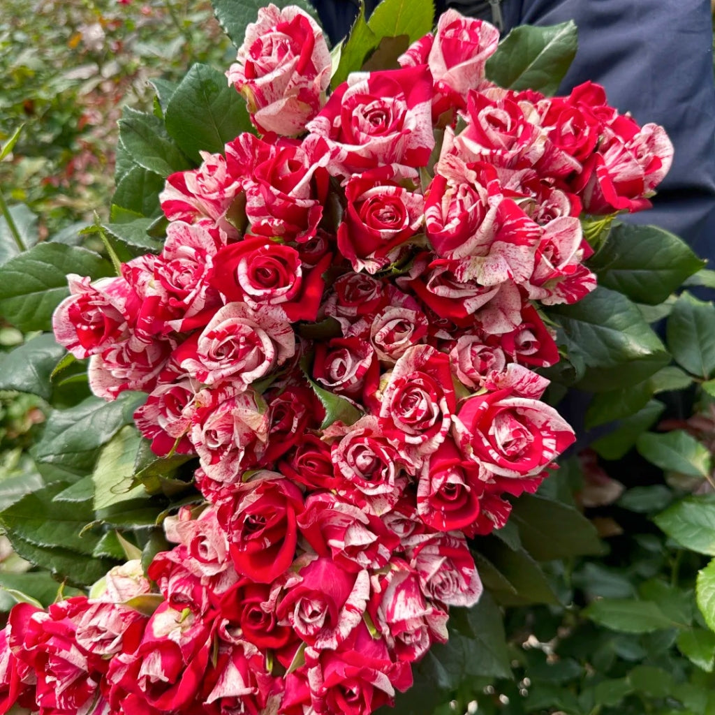 Aquarius Rose
