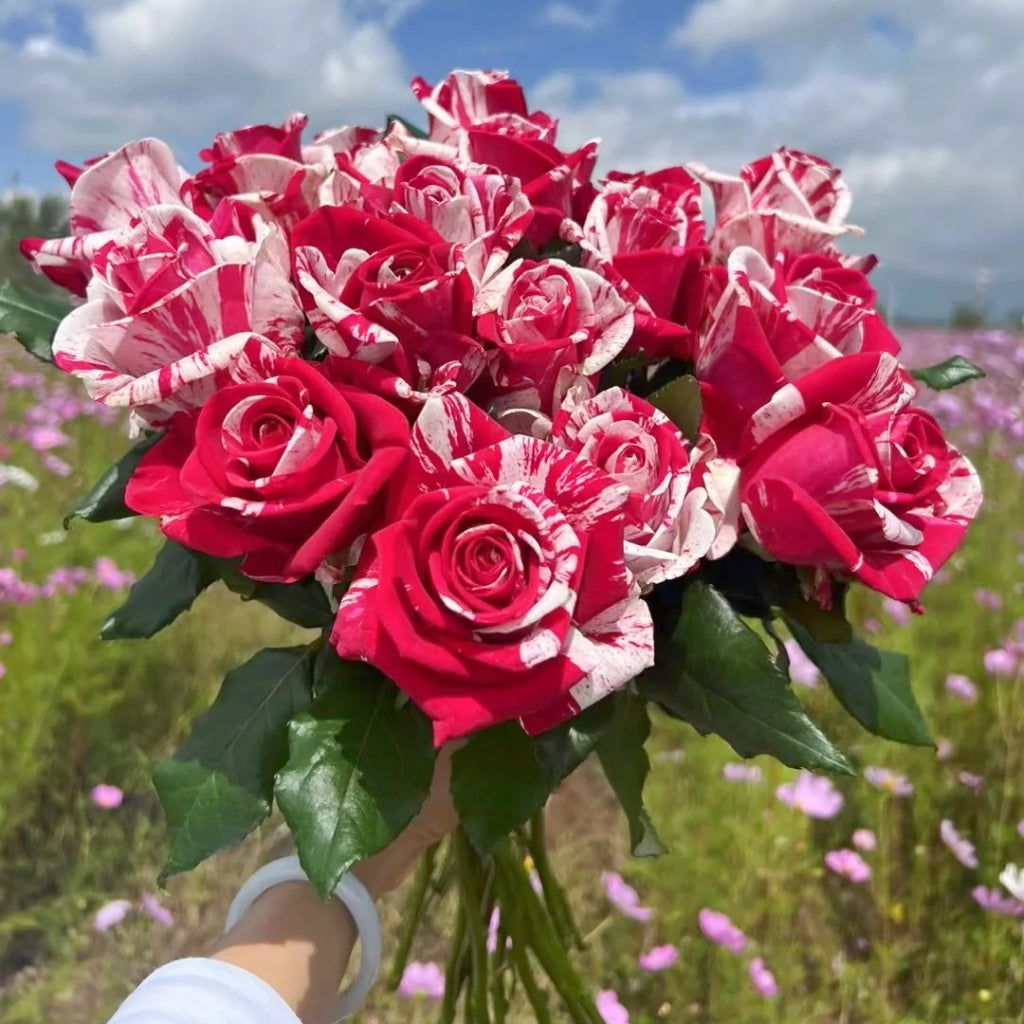 Aquarius Rose