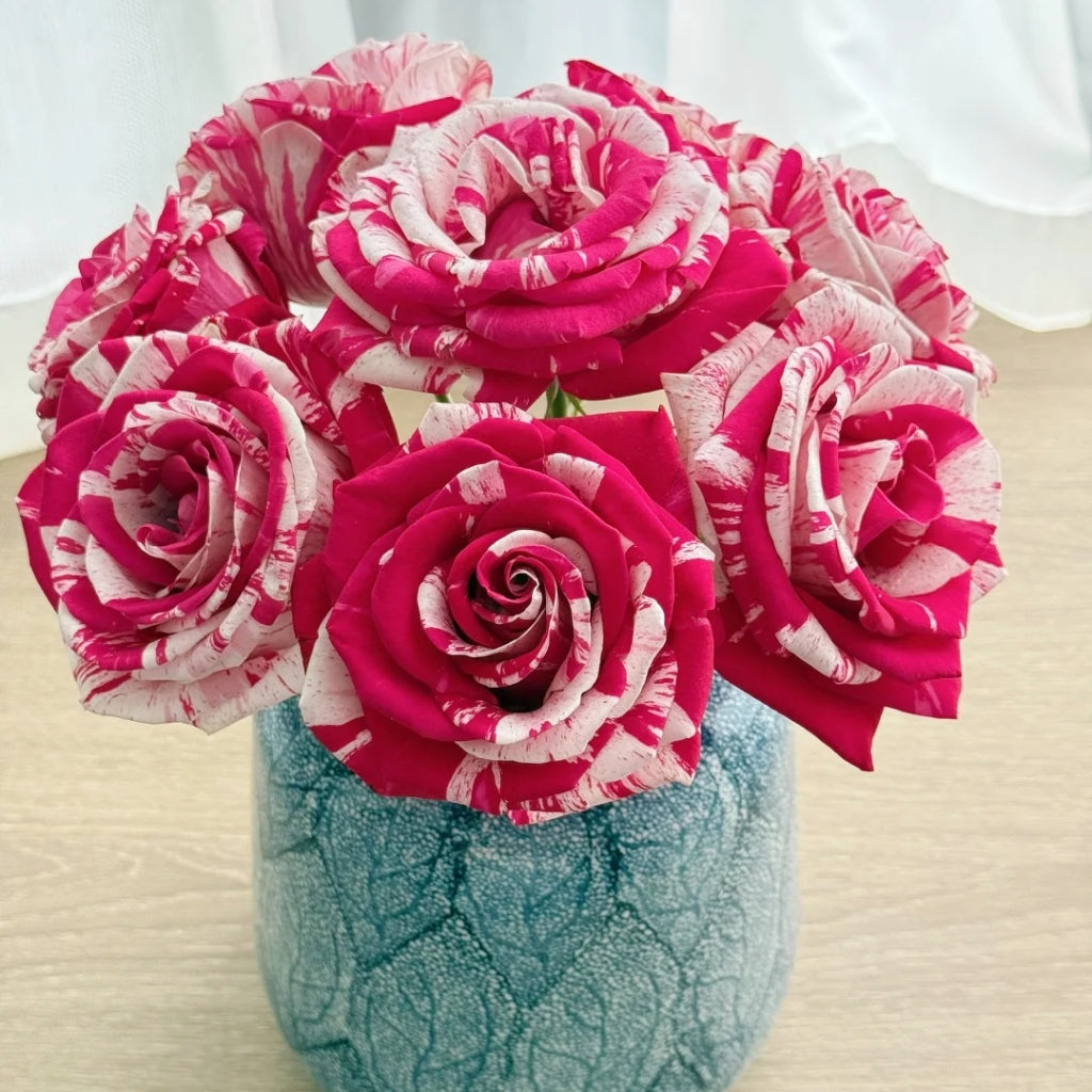 Aquarius Rose