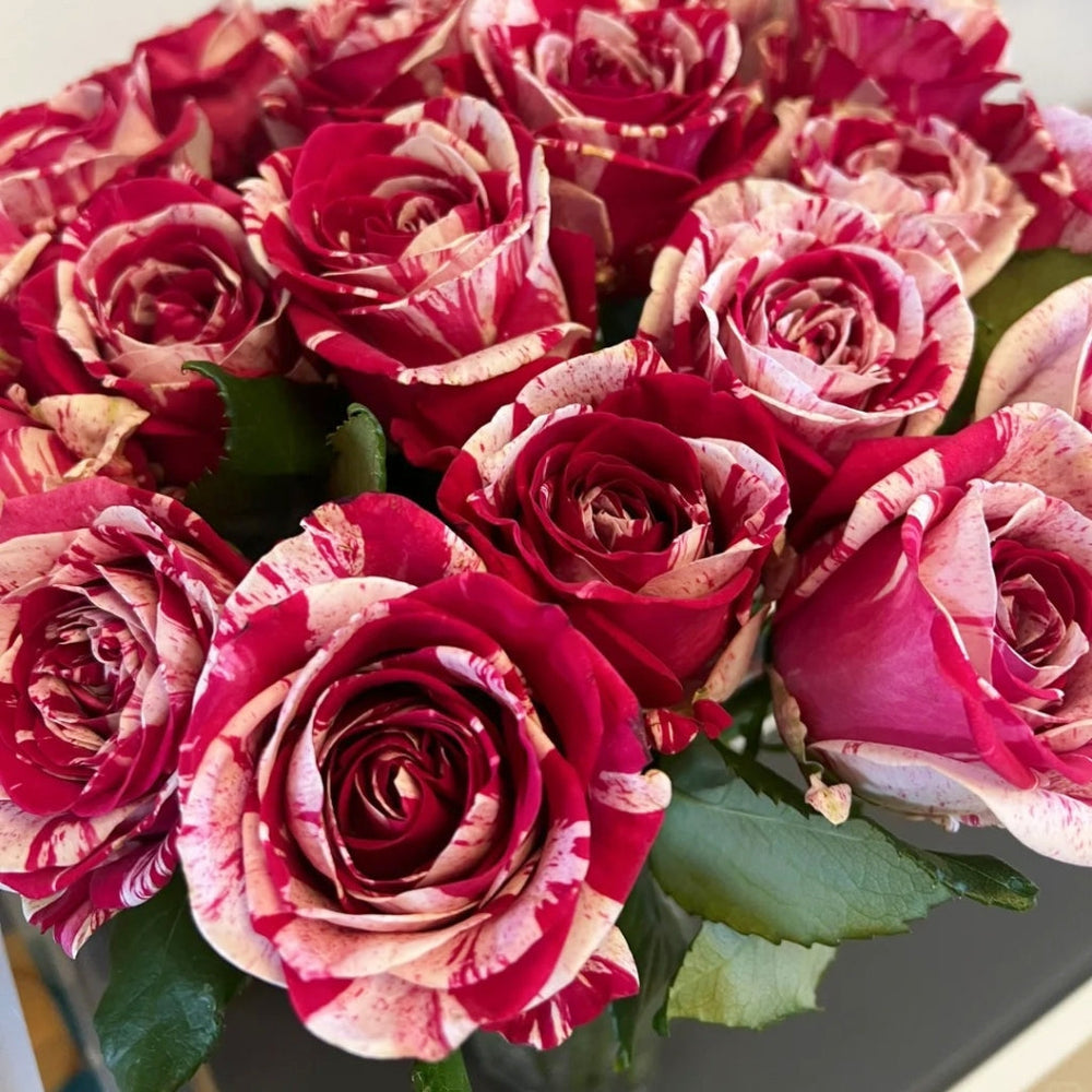Aquarius Rose