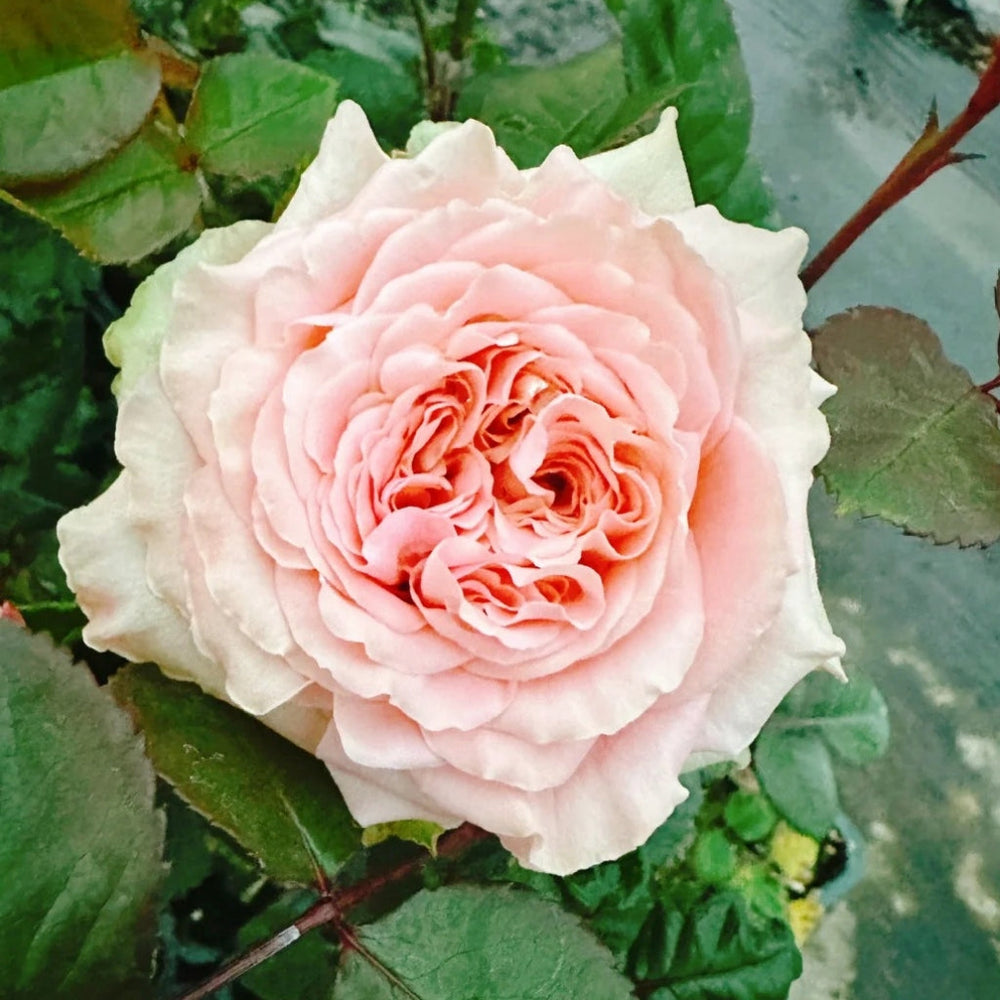 Art Nuvo Rose