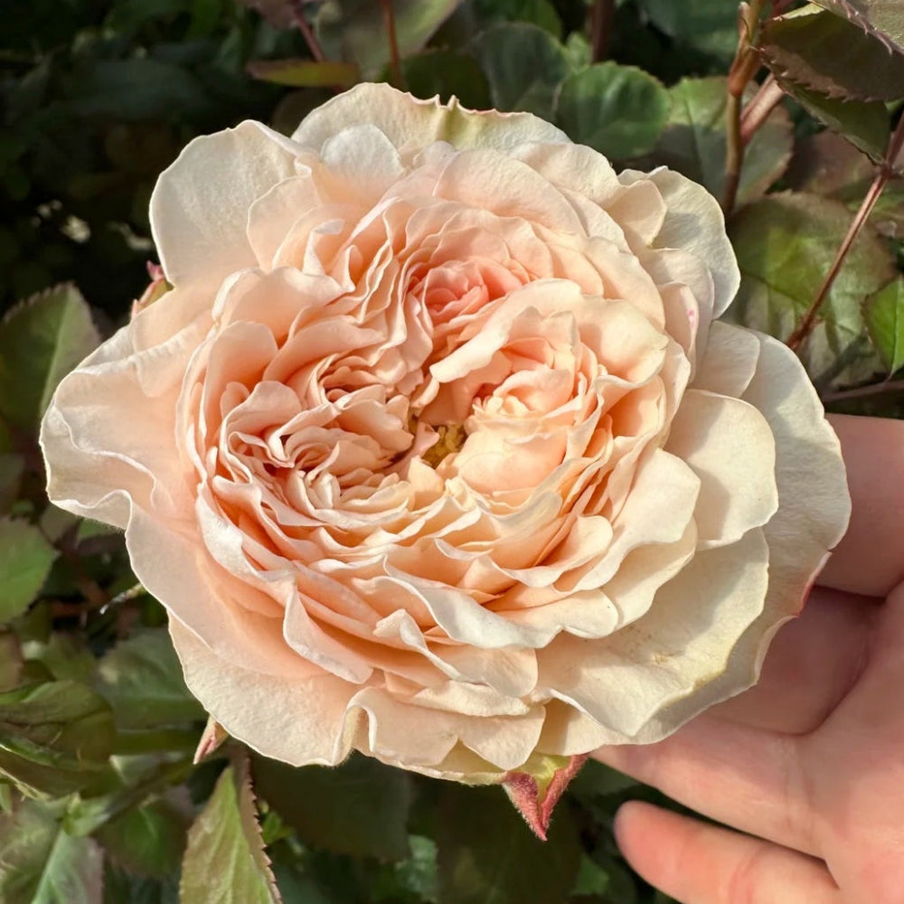Art Nuvo Rose