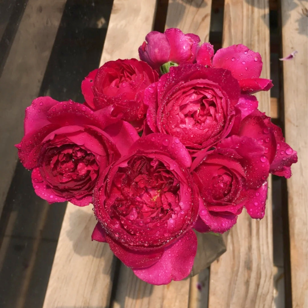 Autumn Rouge Rose