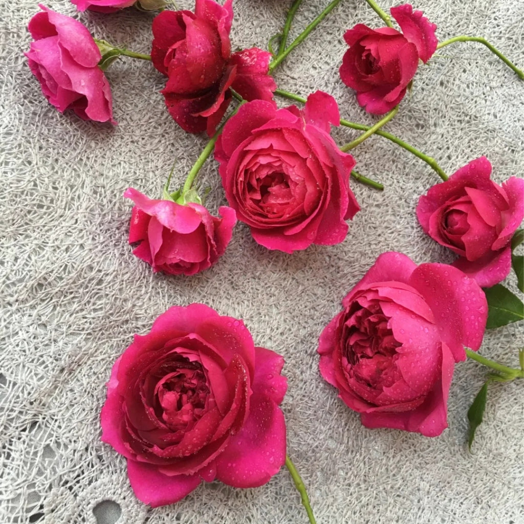 Autumn Rouge Rose