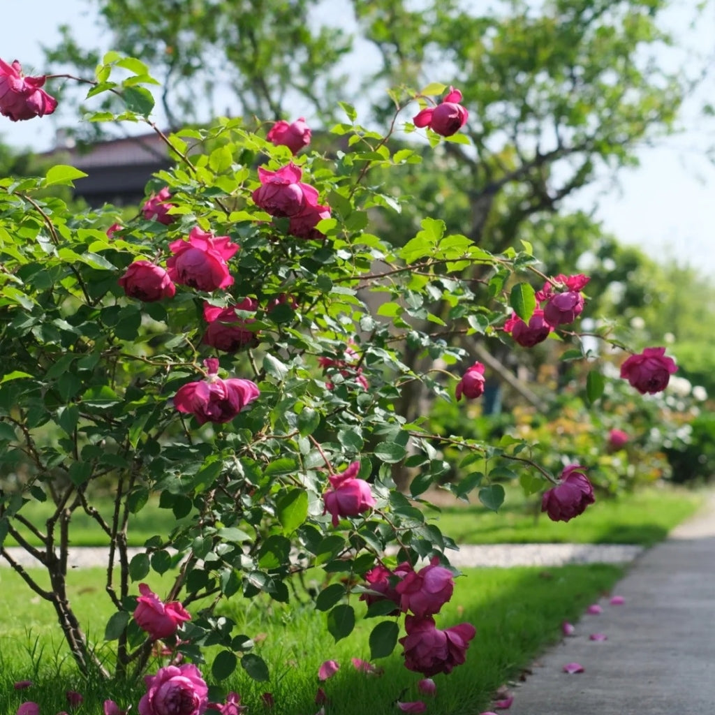 Autumn Rouge Rose