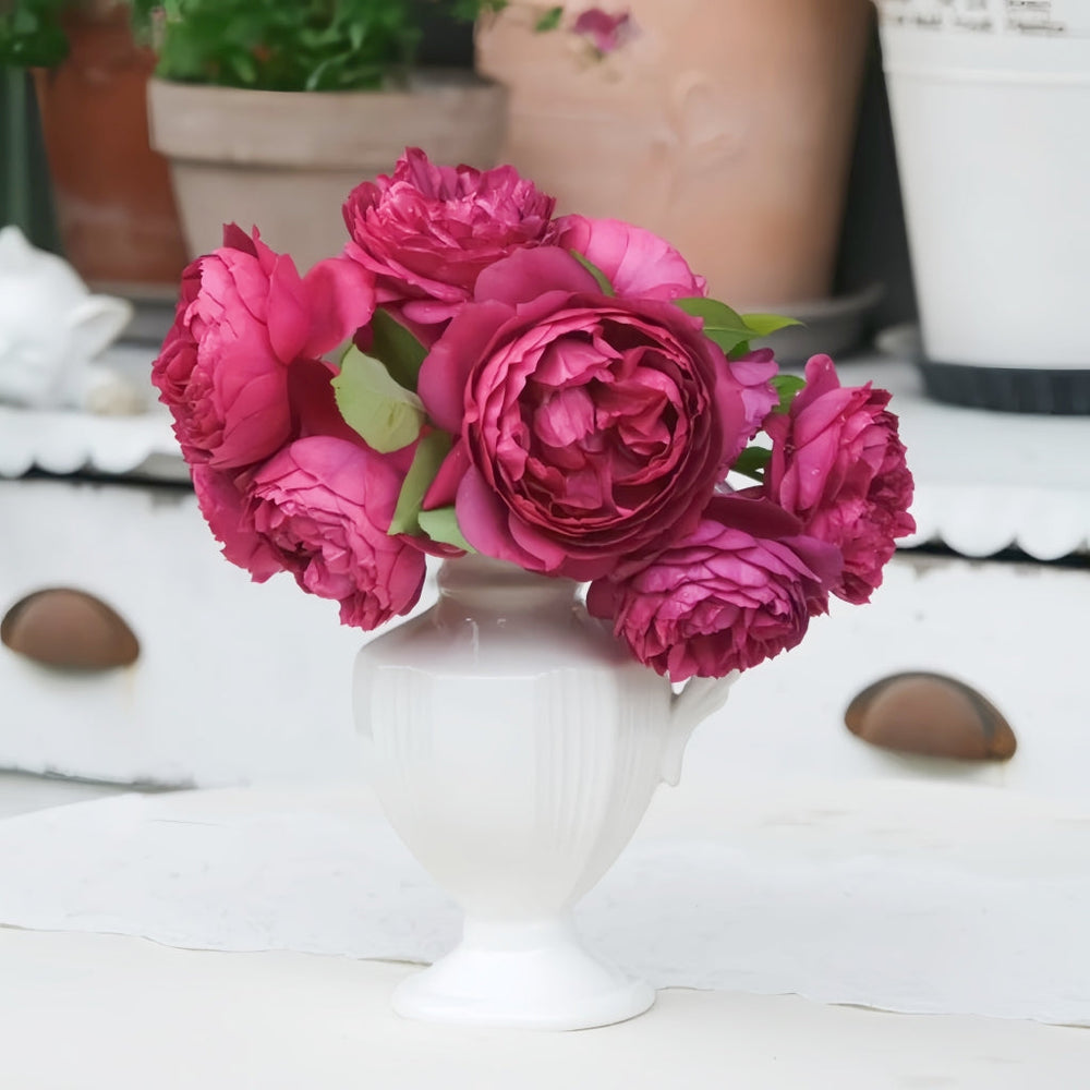 Autumn Rouge Rose