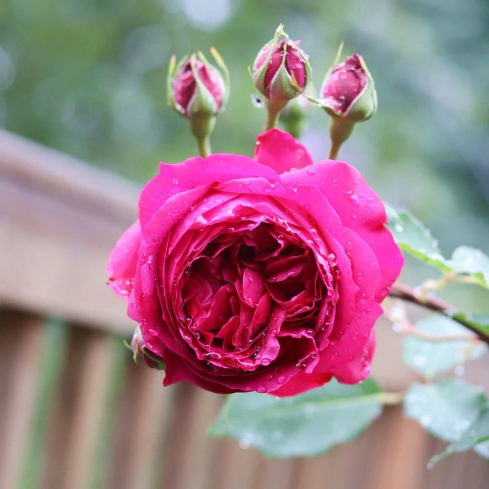 Autumn Rouge Rose
