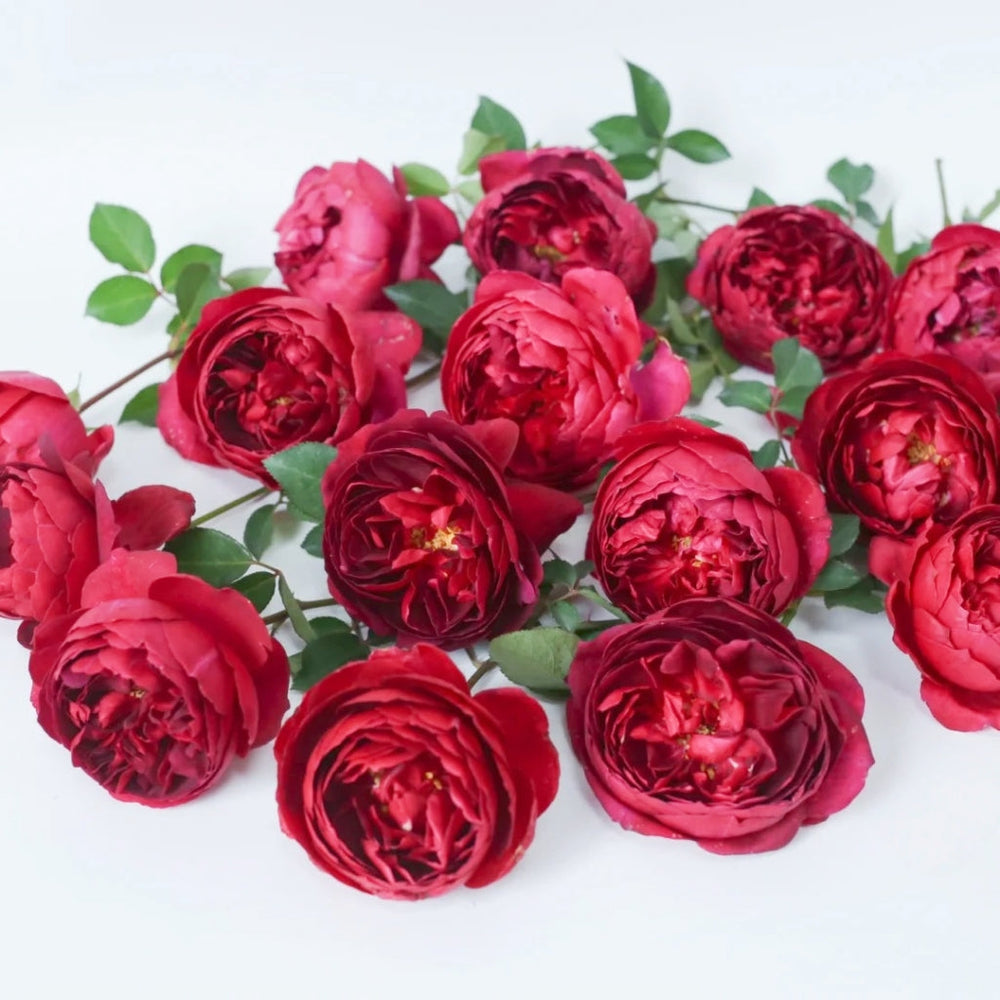 Autumn Rouge Rose