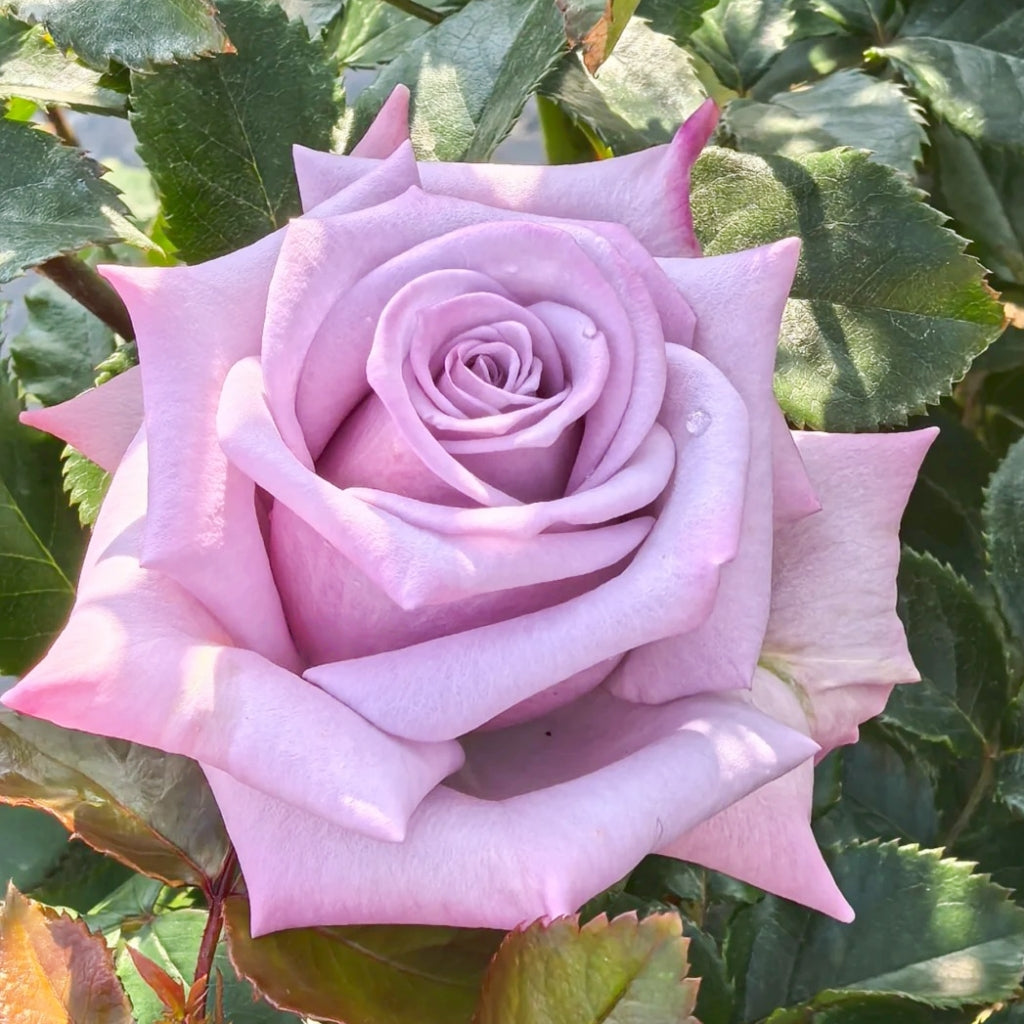 Avant Garde Rose