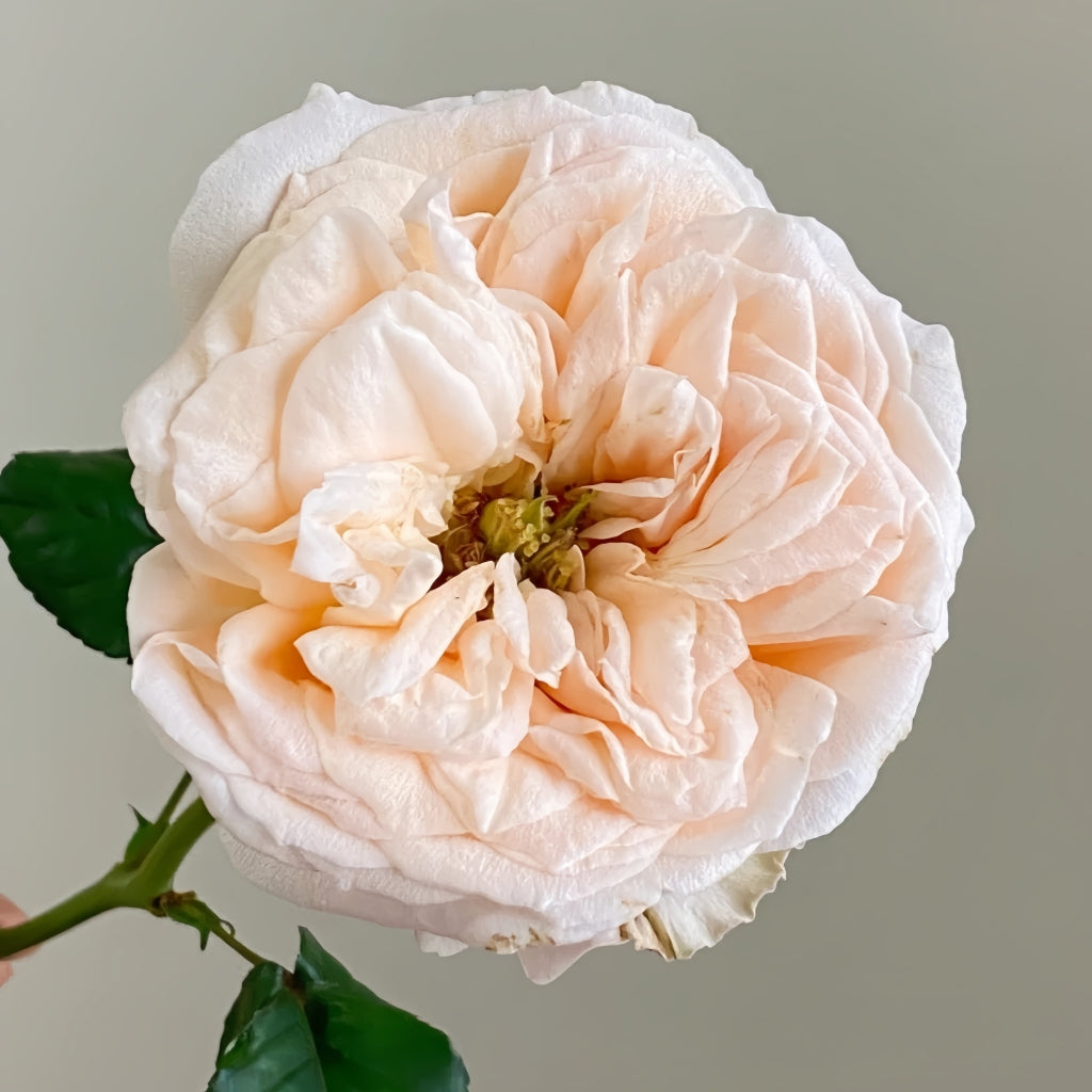 Baileys Rose