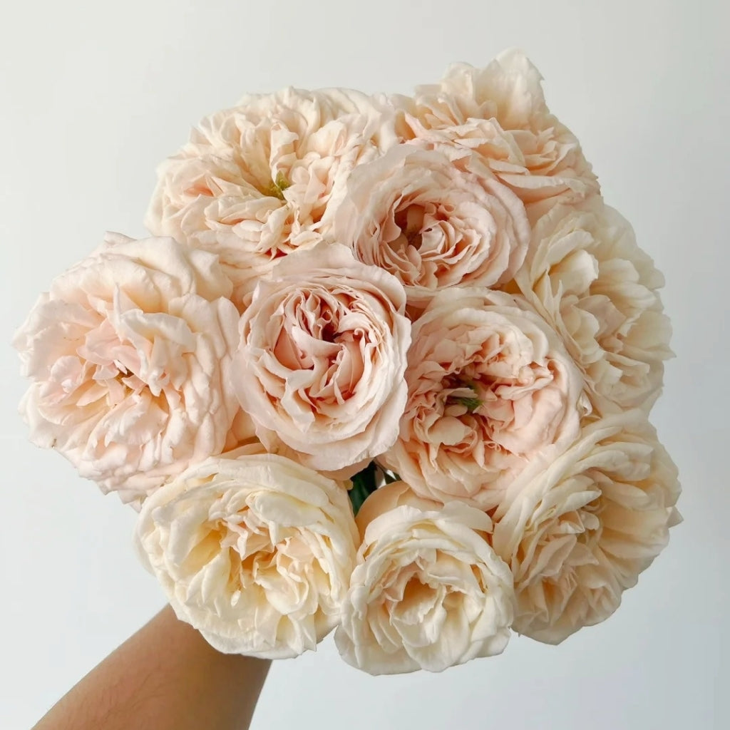 Baileys Rose