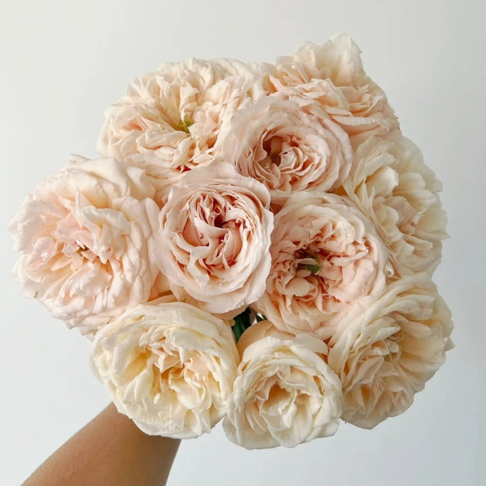 Baileys Rose