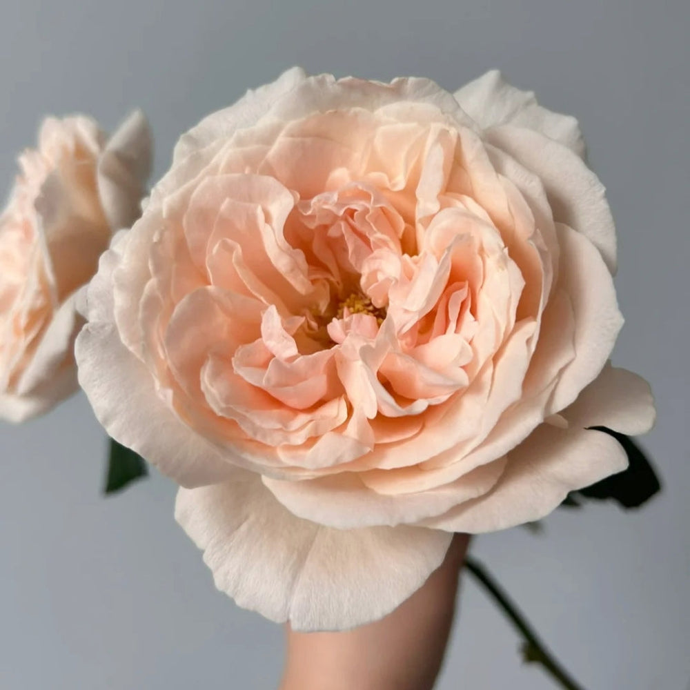 Baileys Rose
