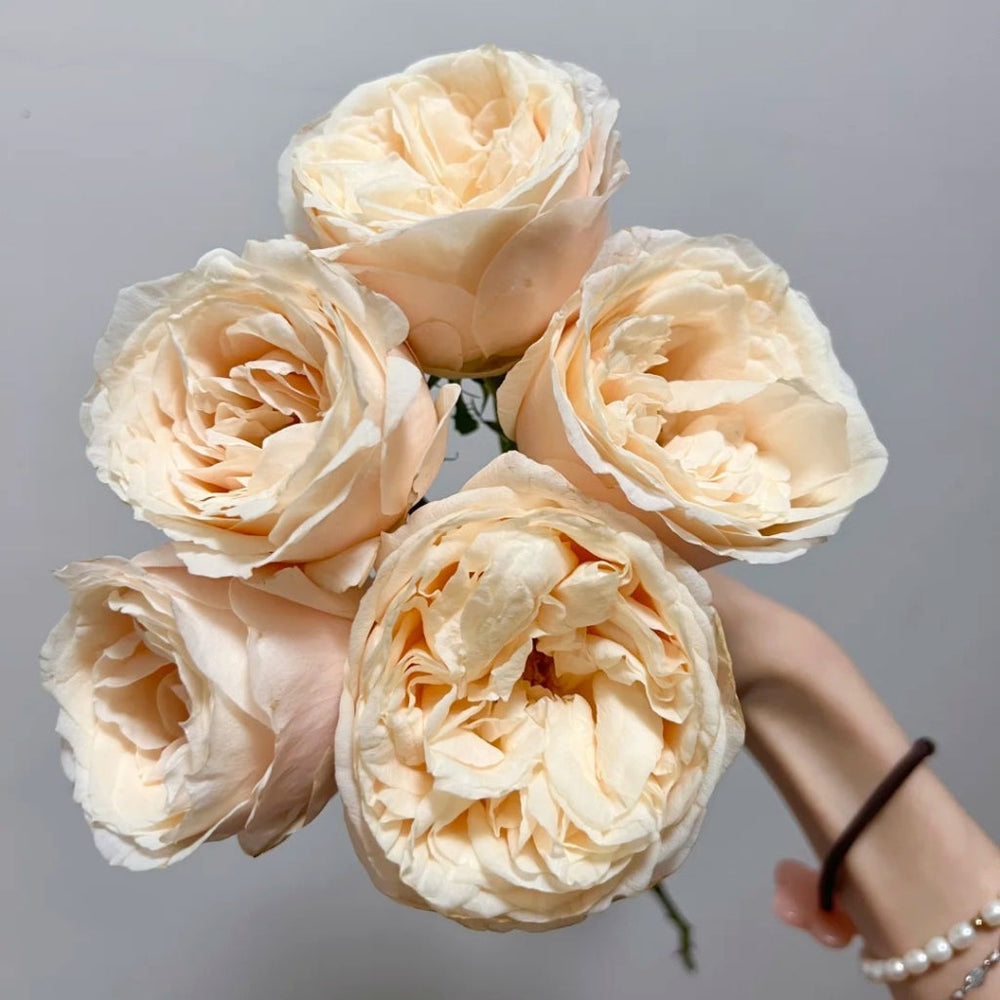 Baileys Rose