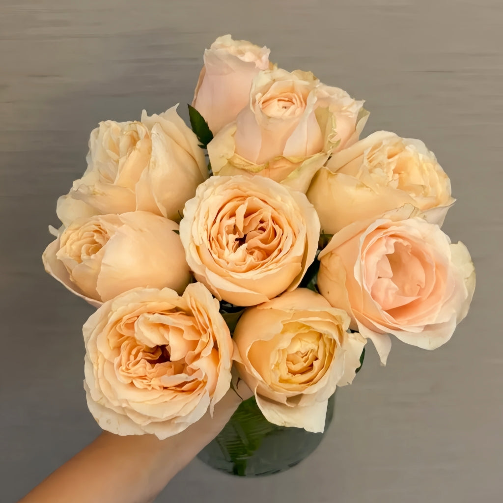 Baileys Rose