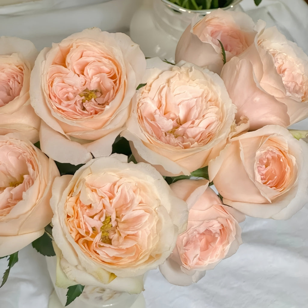 Baileys Rose