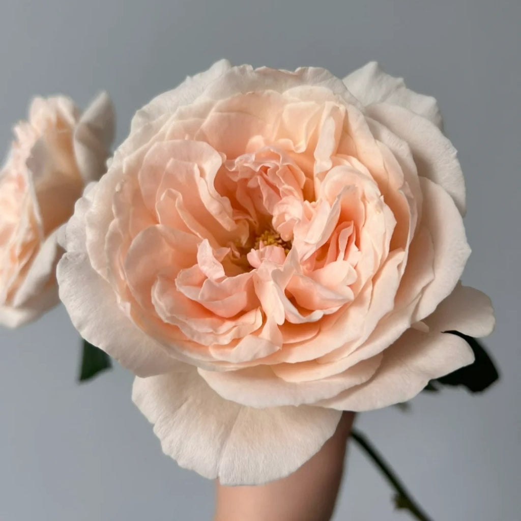 Bailitian Rose