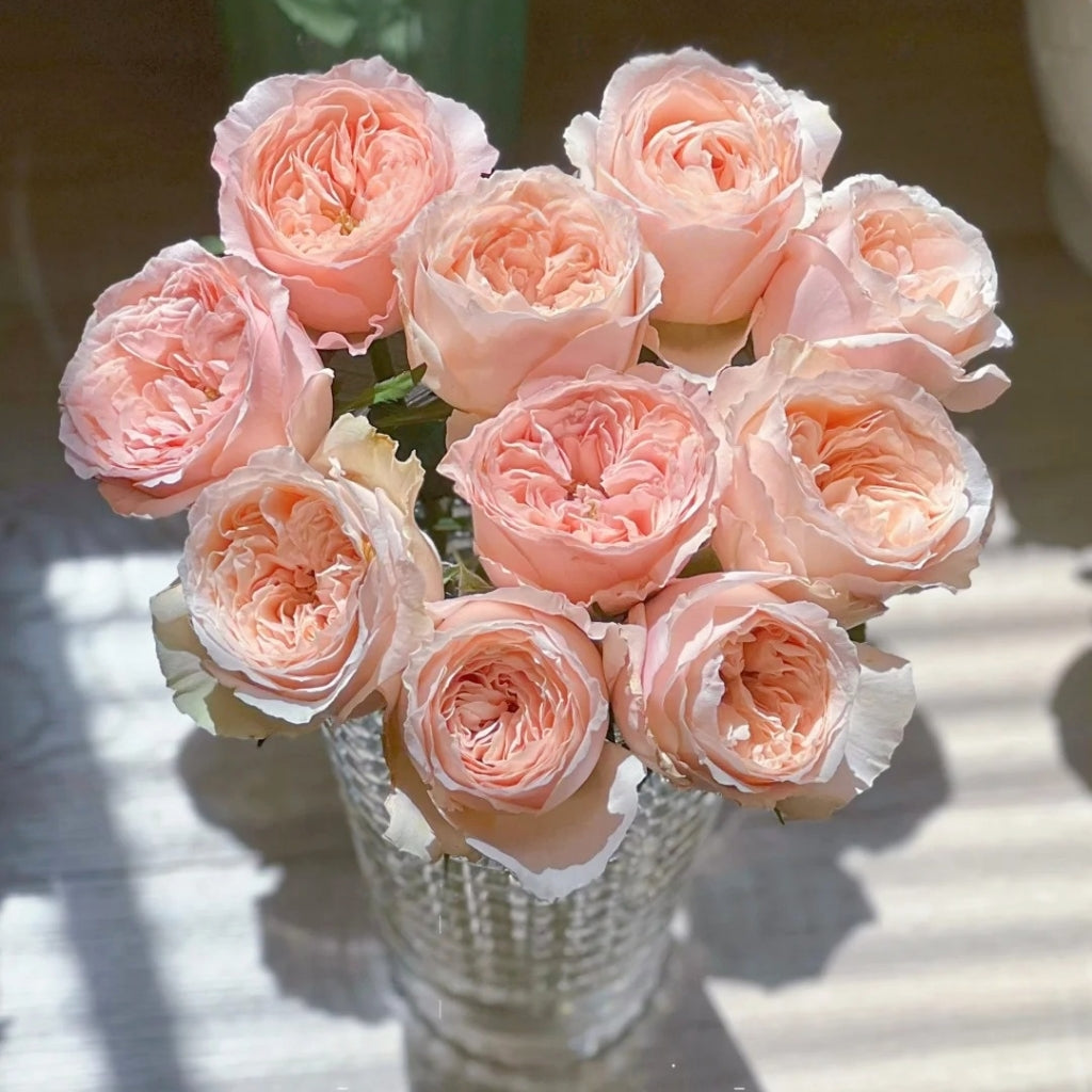 Bailitian Rose