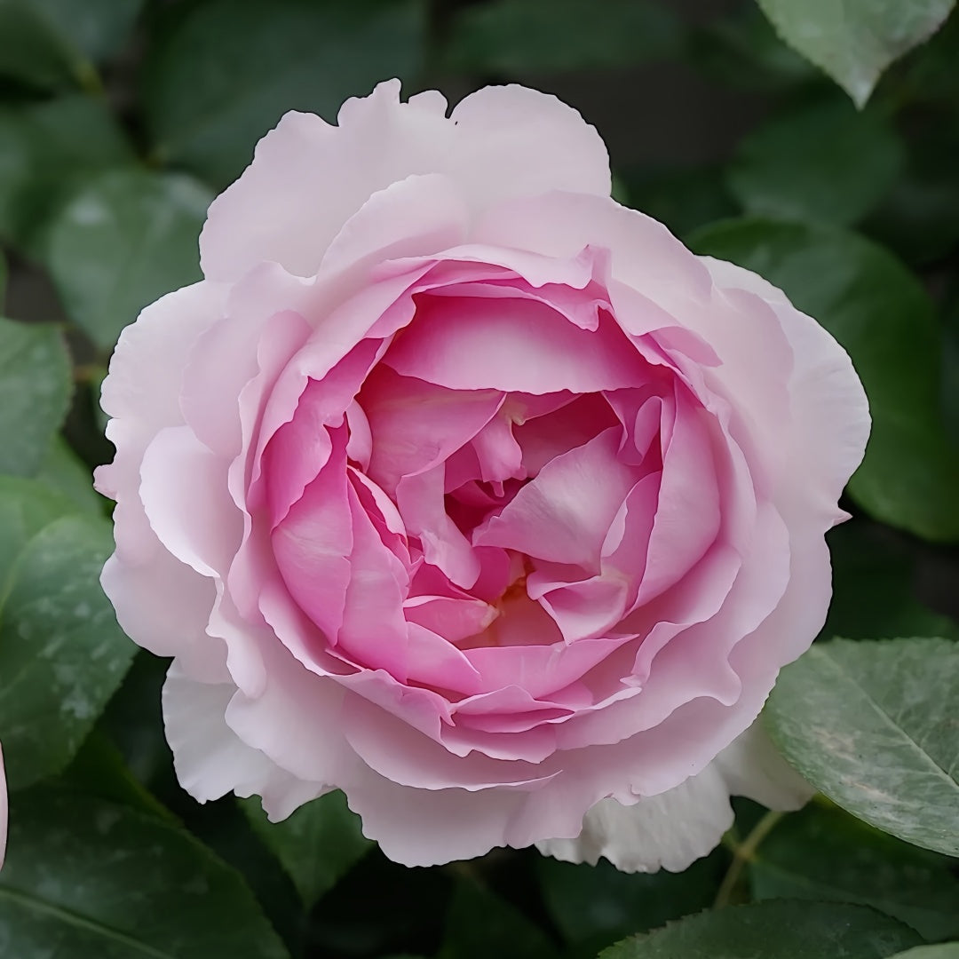 Barba Papa Rose